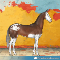 Horse Color:Liver Chestnut Splash Appaloosa 