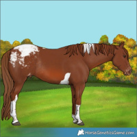 Horse Color:Chestnut Tobiano Snowcap Rabicano 