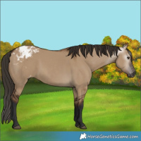 Horse Color:Gray Liver Red Dun Appaloosa 