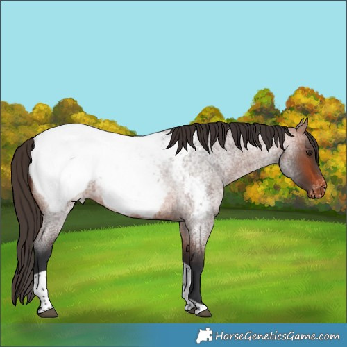 Horse Color:Bay Roan Tobiano Appaloosa Rabicano 