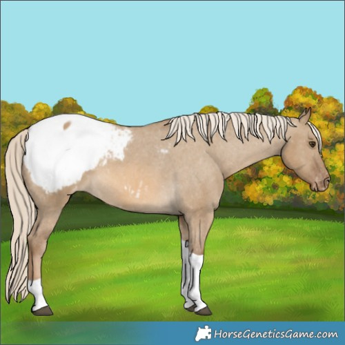 Horse Color:Chocolate Palomino Dun Tobiano Appaloosa 