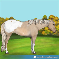 Horse Color:Chocolate Palomino Dun Tobiano Appaloosa 