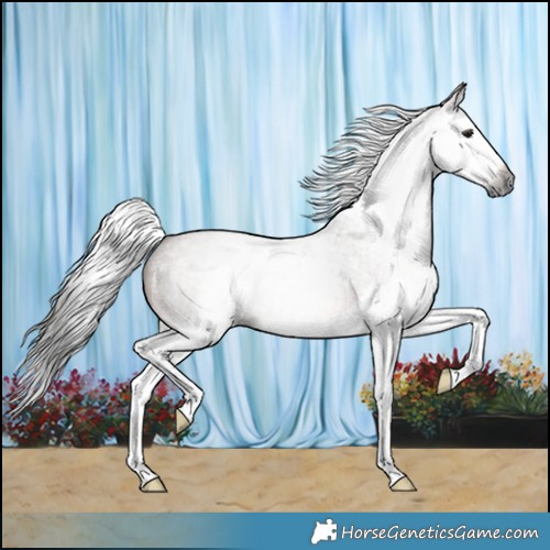 Horse Color:Gray Bay Roan Splash 