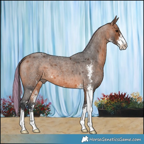 Horse Color:Painted Bay Roan Sabino 