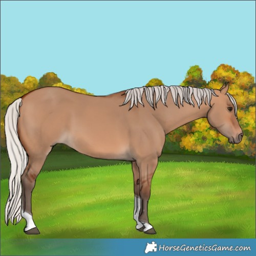 Horse Color:Silver Bay Dun Tobiano 