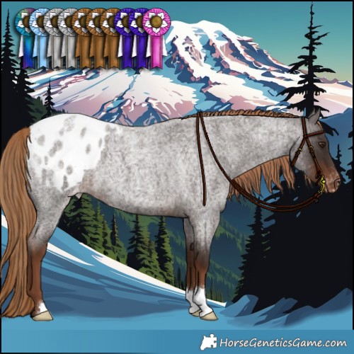 Horse Color:Liver Red Roan Appaloosa 