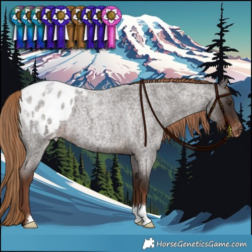 Horse Color:Liver Red Roan Appaloosa 