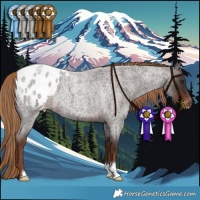 Horse Color:Liver Red Roan Appaloosa 