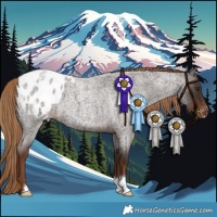 Horse Color:Liver Red Roan Appaloosa 