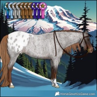 Horse Color:Liver Red Roan Appaloosa 