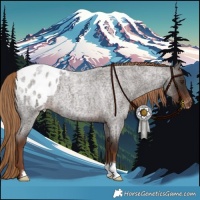 Horse Color:Liver Red Roan Appaloosa