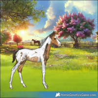 Horse Color:Buckskin Tobiano Appaloosa Rabicano 