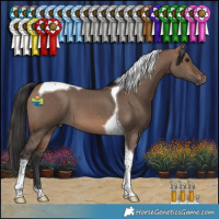 Horse Color:Brown Dun Tobiano 