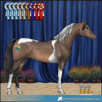 Horse Color:Brown Dun Tobiano