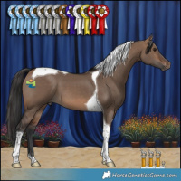 Horse Color:Brown Dun Tobiano 