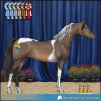 Horse Color:Brown Dun Tobiano