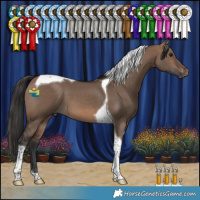 Horse Color:Brown Dun Tobiano 