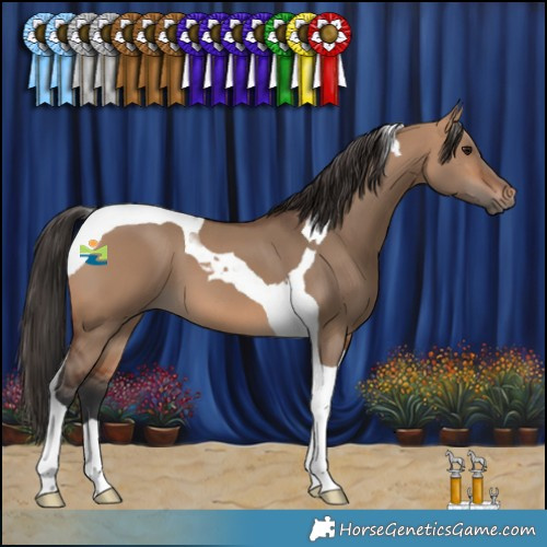 Horse Color:Bay Dun Tobiano 