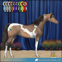 Horse Color:Bay Dun Tobiano 