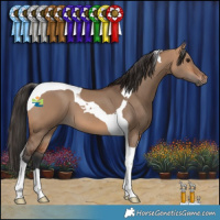 Horse Color:Bay Dun Tobiano