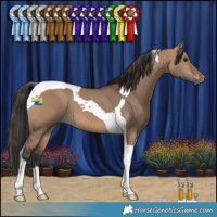 Horse Color:Bay Dun Tobiano