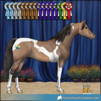 Horse Color:Bay Dun Tobiano