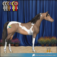 Horse Color:Bay Dun Tobiano 