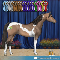 Horse Color:Bay Dun Tobiano 