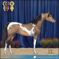 Horse Color:Bay Dun Tobiano