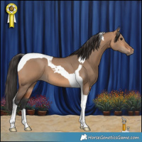 Horse Color:Bay Dun Tobiano 