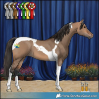 Horse Color:Bay Dun Tobiano 