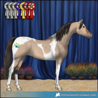 Horse Color:Bay Dun Tobiano 