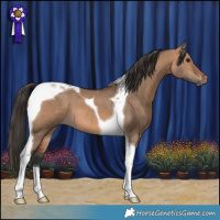 Horse Color:Bay Dun Tobiano