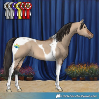 Horse Color:Bay Dun Tobiano