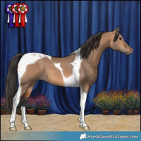 Horse Color:Bay Dun Tobiano 