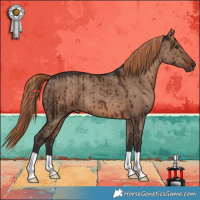 Horse Color:Liver Red Dun Brindle 