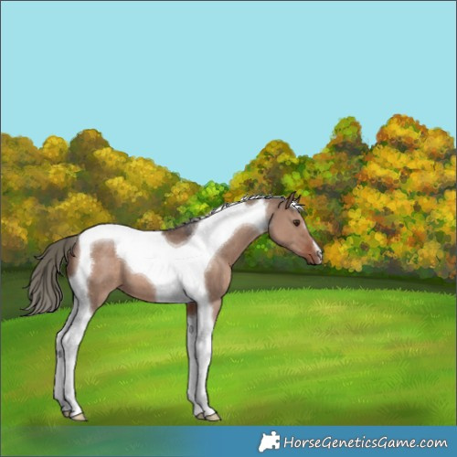 Horse Color:Liver Red Dun Mushroom Tobiano 