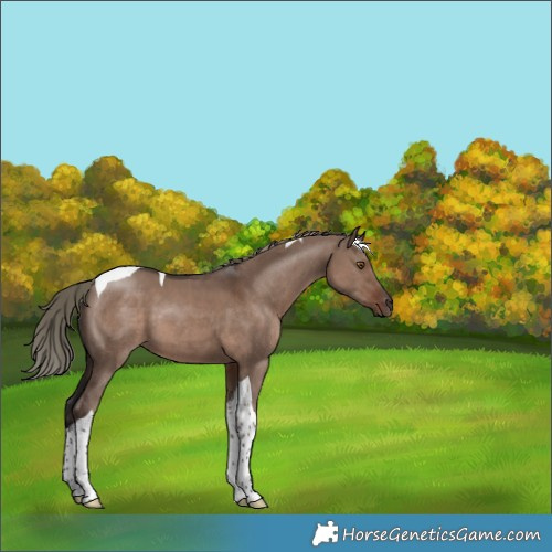 Horse Color:Liver Red Dun Mushroom Tobiano 