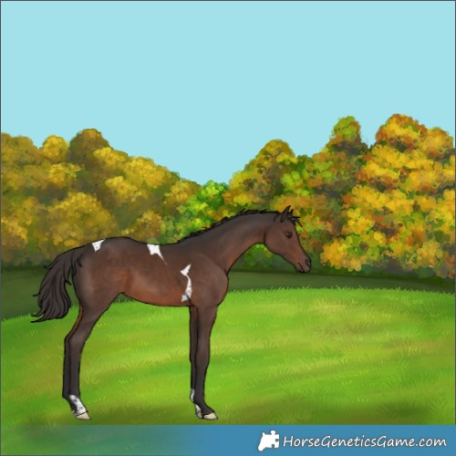Horse Color:Liver Chestnut Tobiano 
