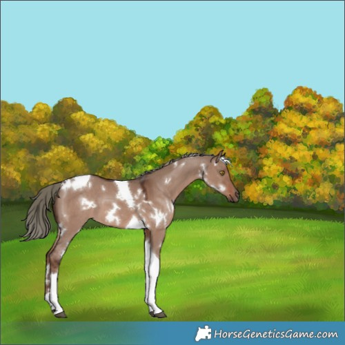 Horse Color:White Spotted Liver Red Dun Mushroom Tobiano 