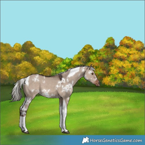Horse Color:White Spotted Liver Red Dun Mushroom Tobiano 