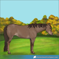 Horse Color:Liver Red Dun Rabicano 