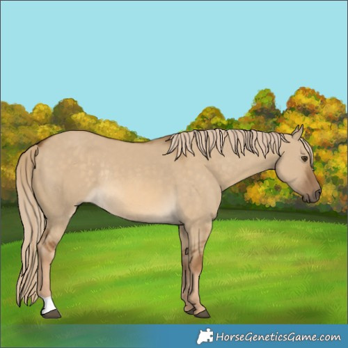 Horse Color:Chocolate Palomino Dun Rabicano 