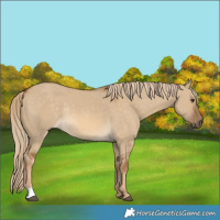Horse Color:Chocolate Palomino Dun Rabicano 