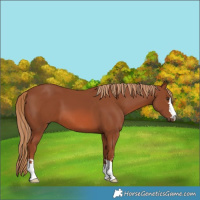 Horse Color:Chestnut 