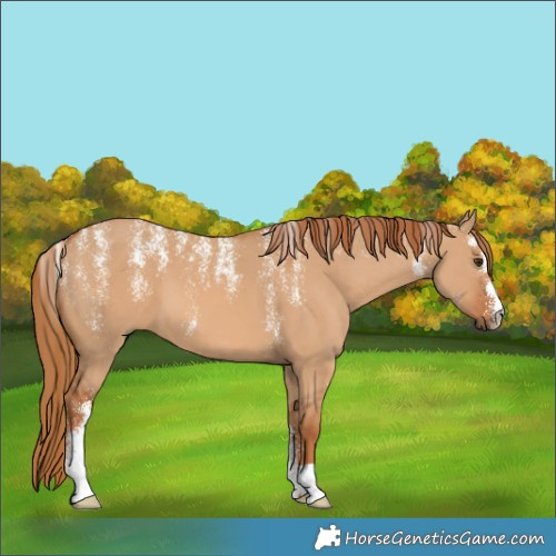 Horse Color:Powder White Red Dun 
