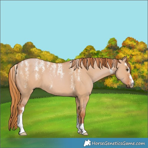Horse Color:Powder White Red Dun