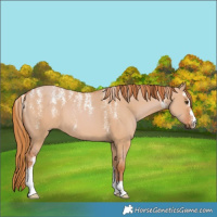 Horse Color:Powder White Red Dun 
