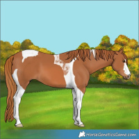 Horse Color:Chestnut Tobiano 