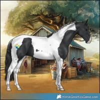 Horse Color:Black Tobiano 